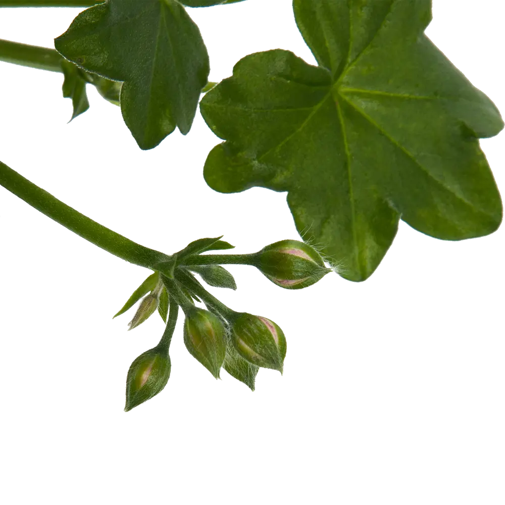 Santreyd Пеларгония в кашпо 21 см - пышное цветение для сада и балкона 82649997 STLM-0032836 - Вид №2