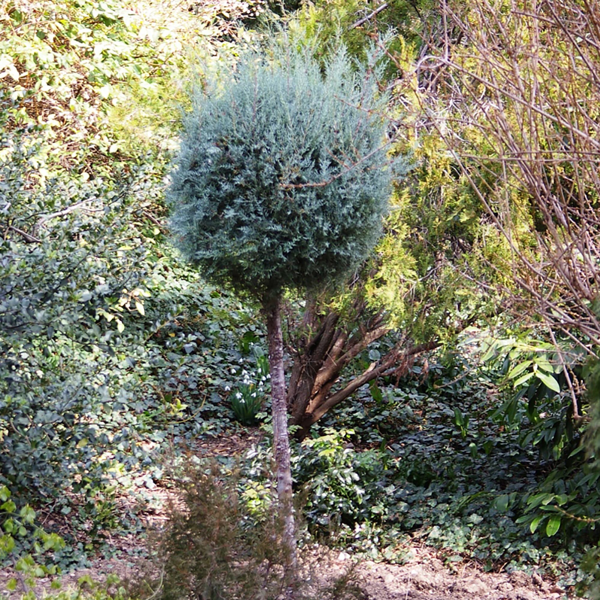 18382861 Кипарис «Колумнарис Глаука», 17х30-40 см Santreyd 