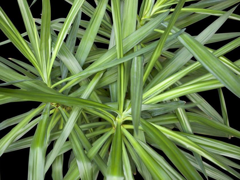 Architects Paper Обои с цифровой печатью Ap digital iv 109150 - Вид №1