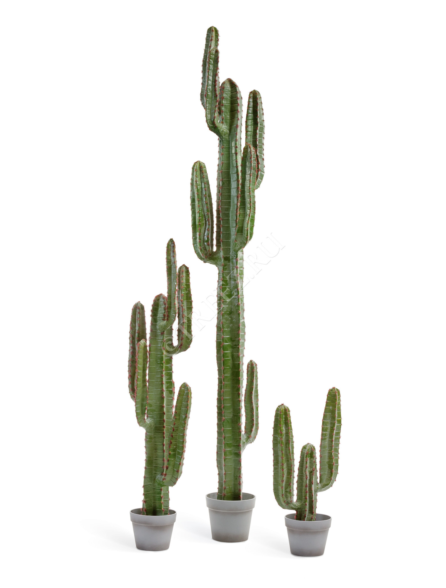 10.091826N Кактус Цереус Мексиканский Цветочная коллекция 