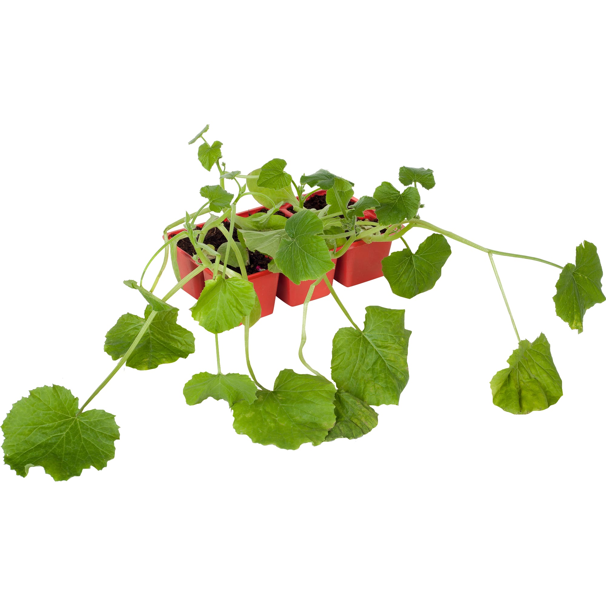 12714019 Кабачок, P6 Н15 Santreyd 