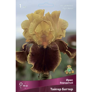 Ирис бородатый Тайгер Баттер,