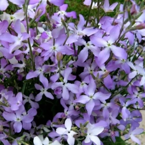 AGRONI Маттиола двурогая - ароматная смесь окрасок для сада 17250954