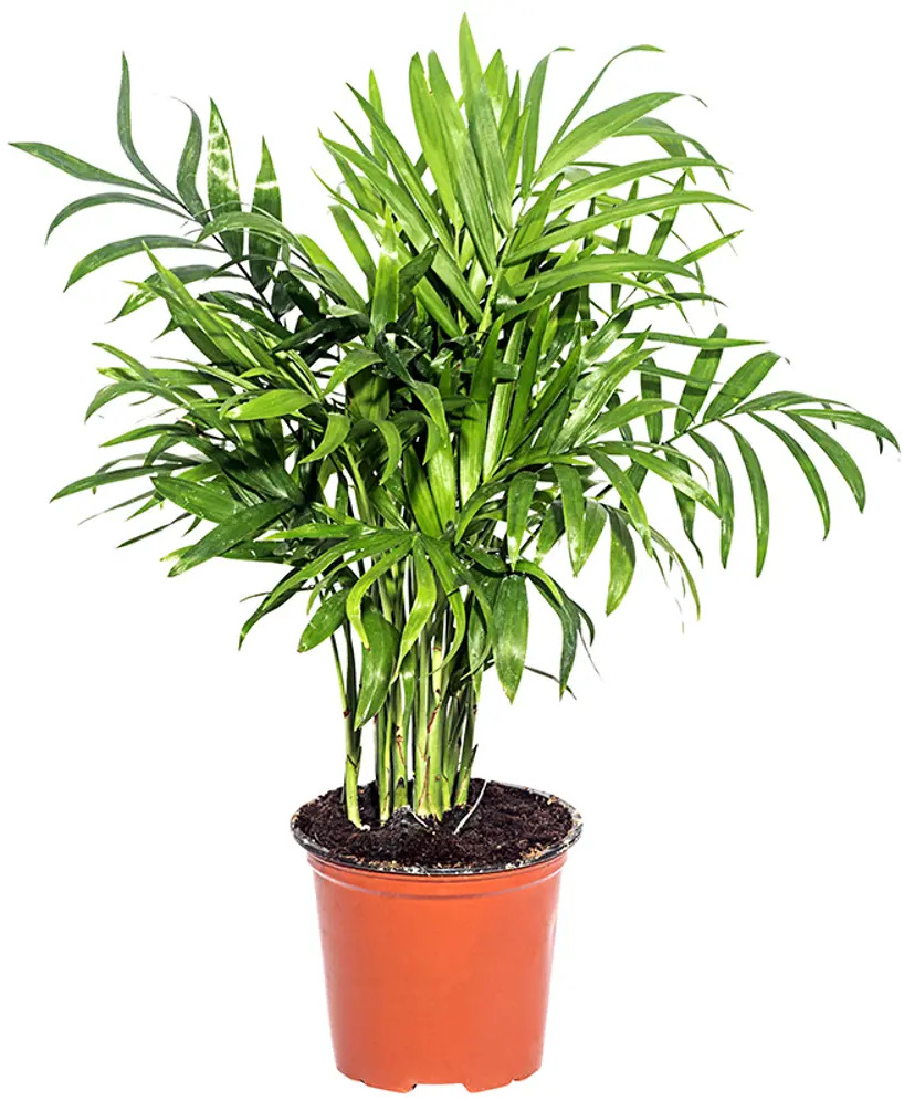 Хамедорея Бридбл от Santreyd — элегантная пальма для интерьера 14750371