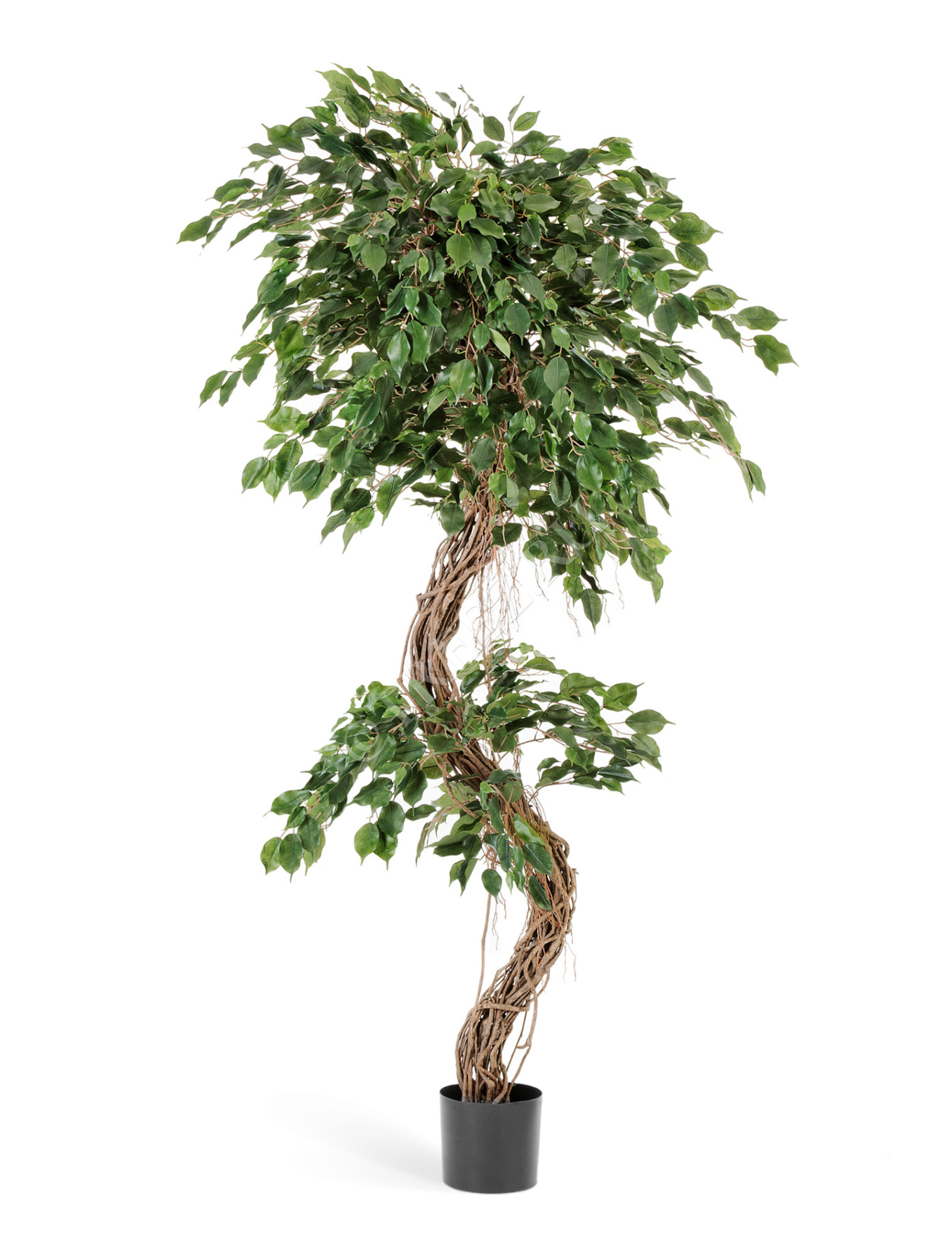 10.31407N Фикус Бенджамина Коркскрю Цветочная коллекция 