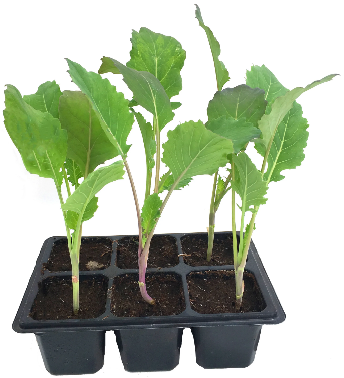 Рассада капусты средней Santreyd, 6 шт. 84253270