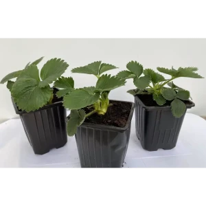 Santreyd Земляника Азия - крупноплодная рассада для богатого урожая 89366443