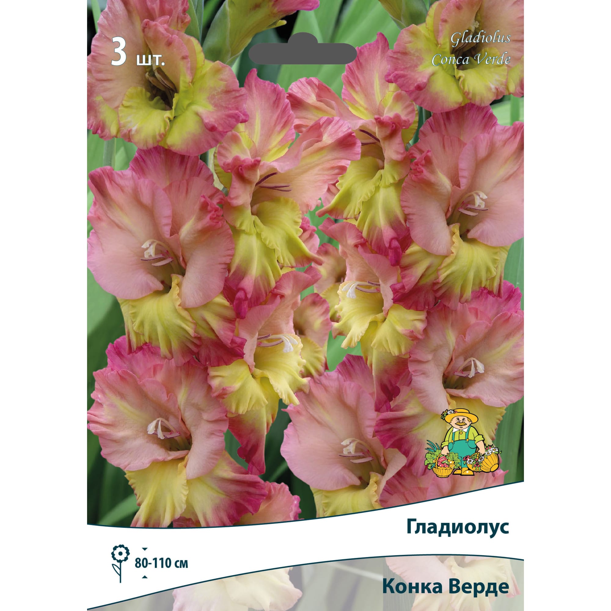 83596727 Гладиолус гофрированный Конка Верде луковица 10/12 Santreyd 