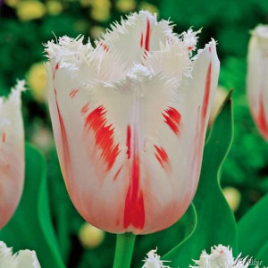 89078578 Тюльпан бахромчатый Карусель луковица 12/, 7 шт.