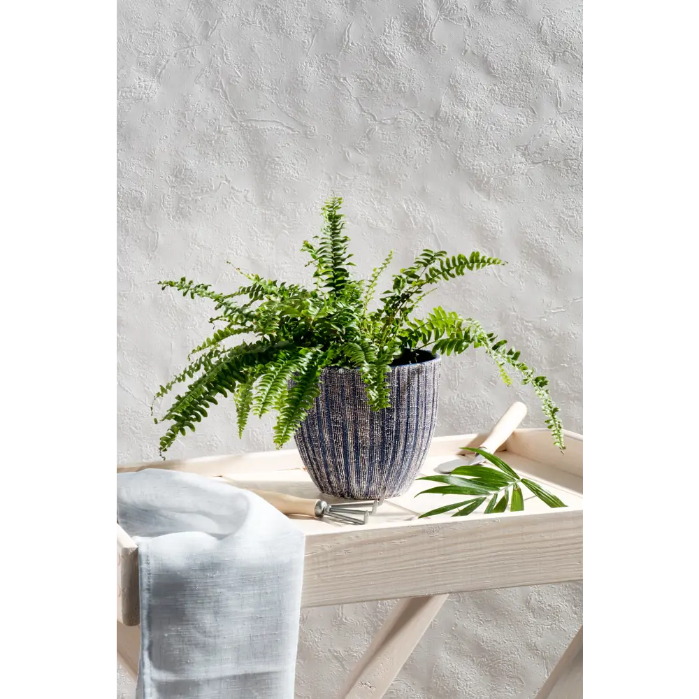 Santreyd Нефролепис Грин Леди — пышный папоротник для дома 13534108 STLM-0003273 - Вид №7