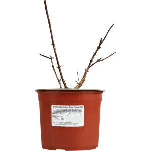 Гортензия метельчатая Пинки Промис от Santreyd - розовое цветение с лета до осени 89369804