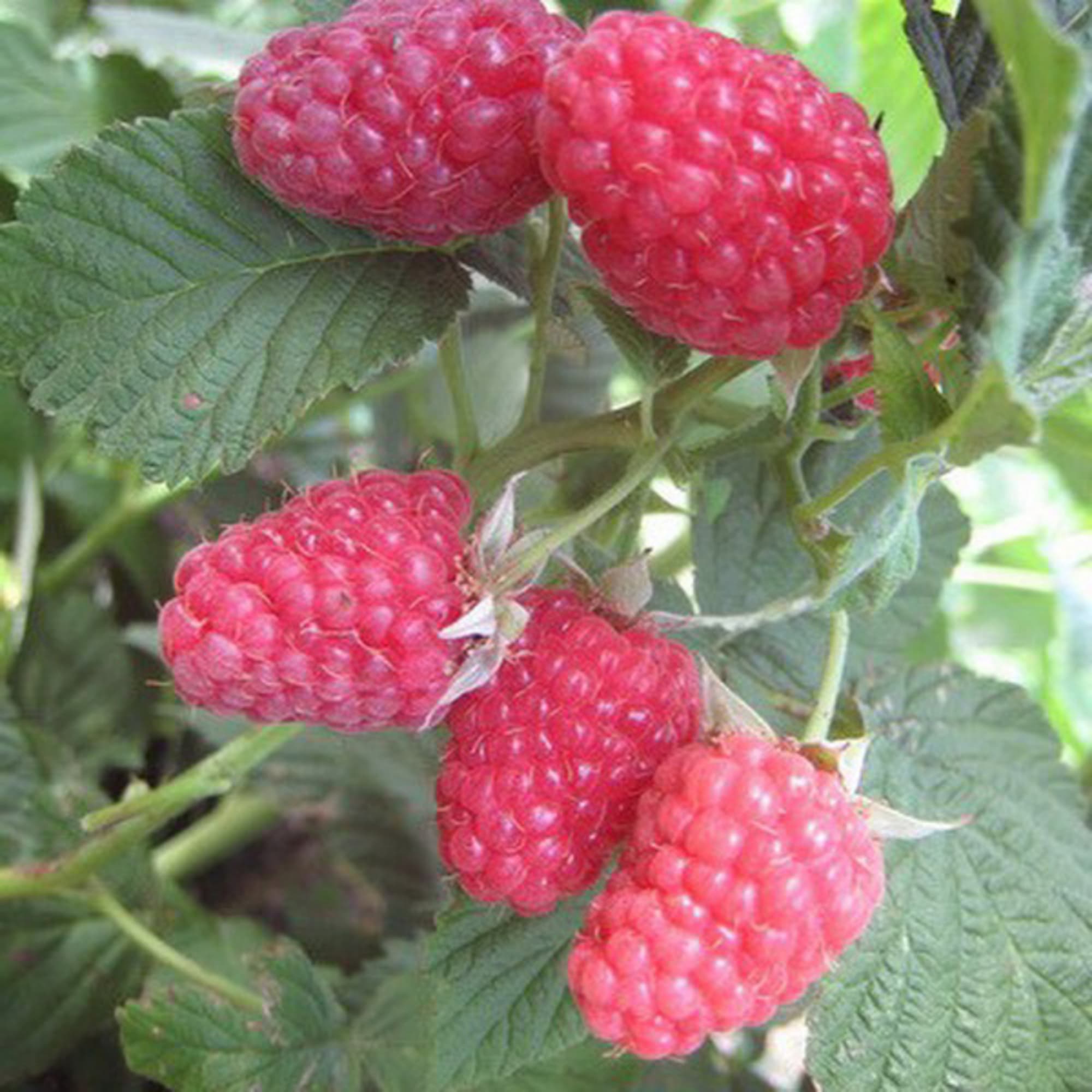 81954931 Малина С2 «Вольница» h40 Santreyd  - Вид №2