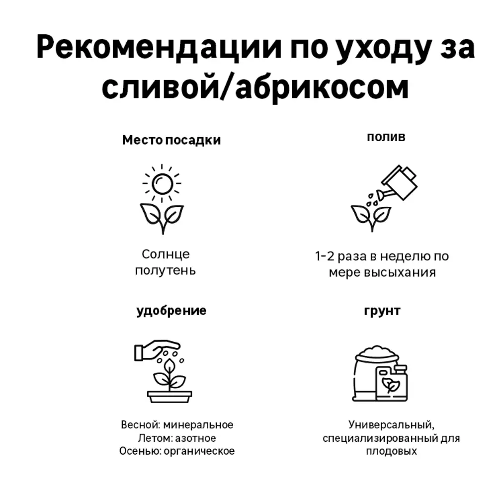 Слива колоновидная «Империал» C7 высота 120-150 см 82557739 STLM-2159005 ВСЕ В САД  - Вид №1