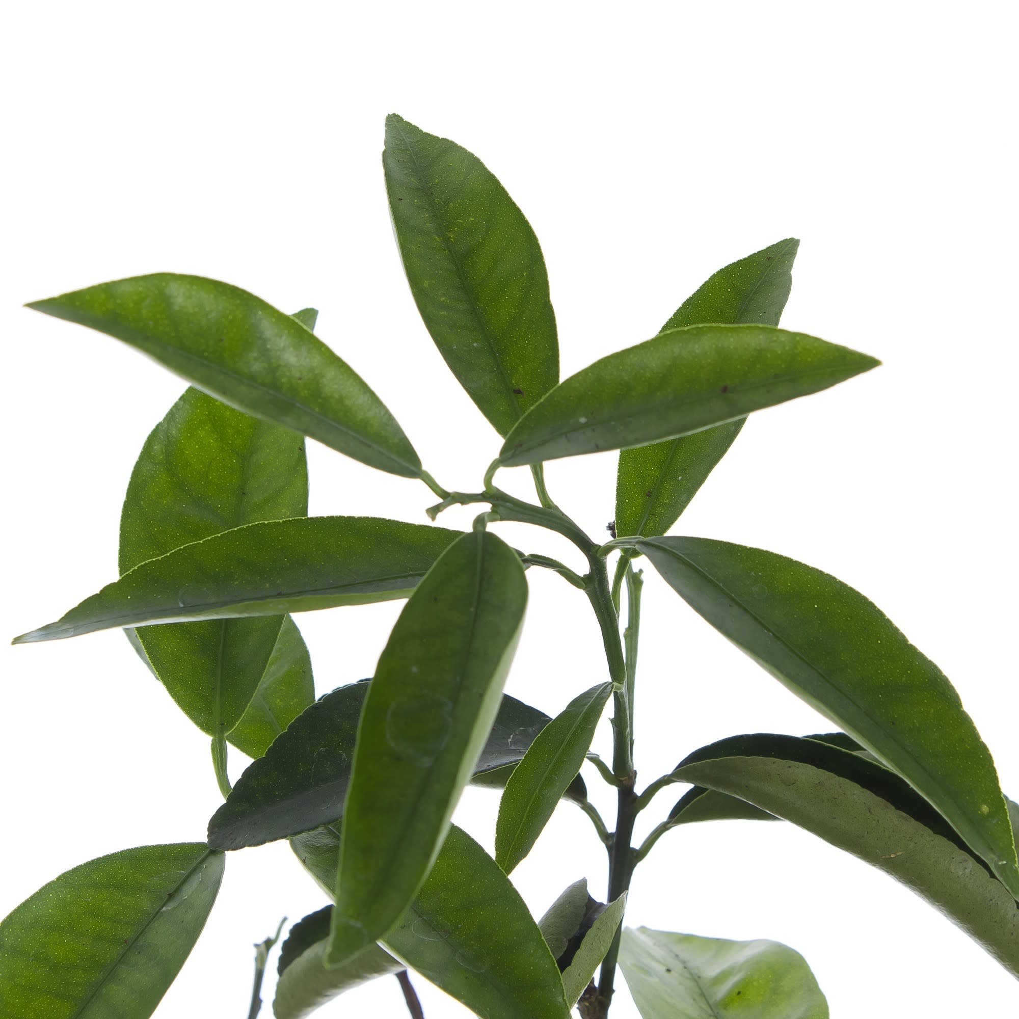 18785918 Цитрофортунелла «Микрокарпа» d15 h45 Santreyd  - Вид №1