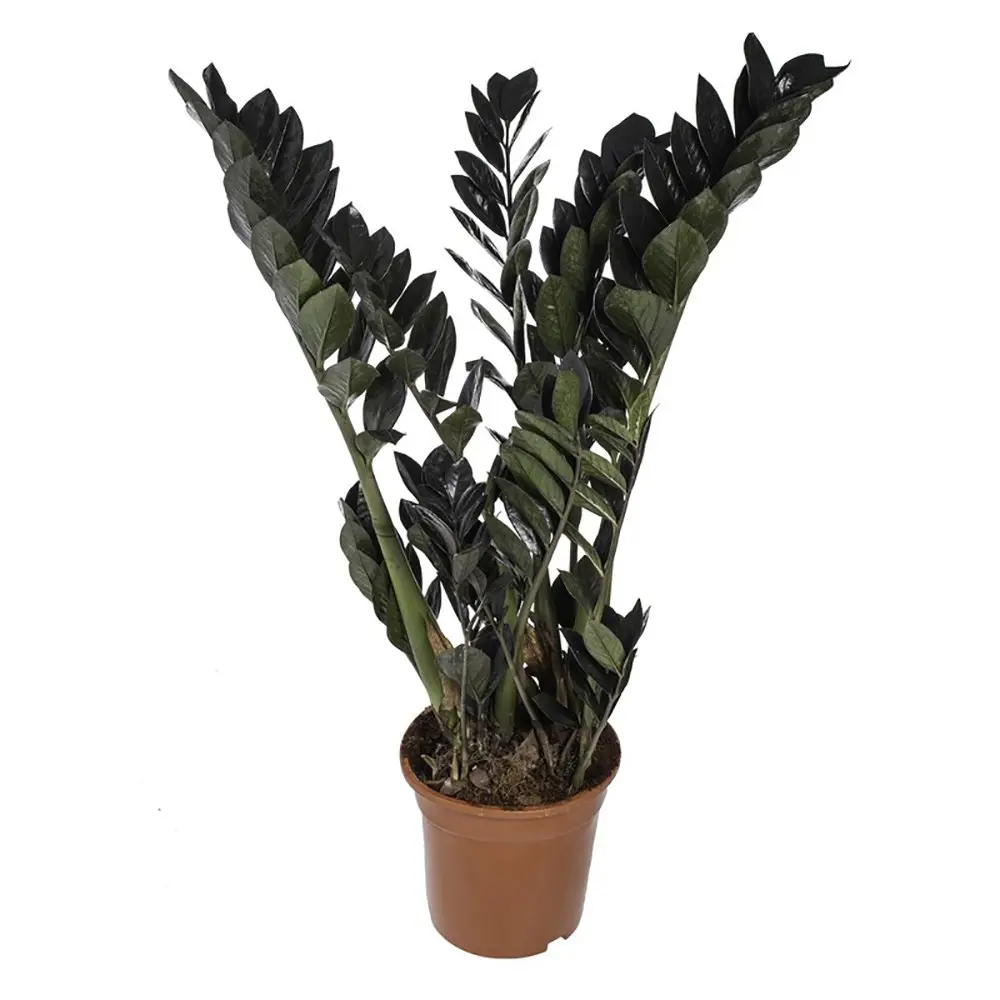 Santreyd Замиокулькас Рэйвен — черный драгоценный камень в вашем интерьере 89367386 STLM-1534812