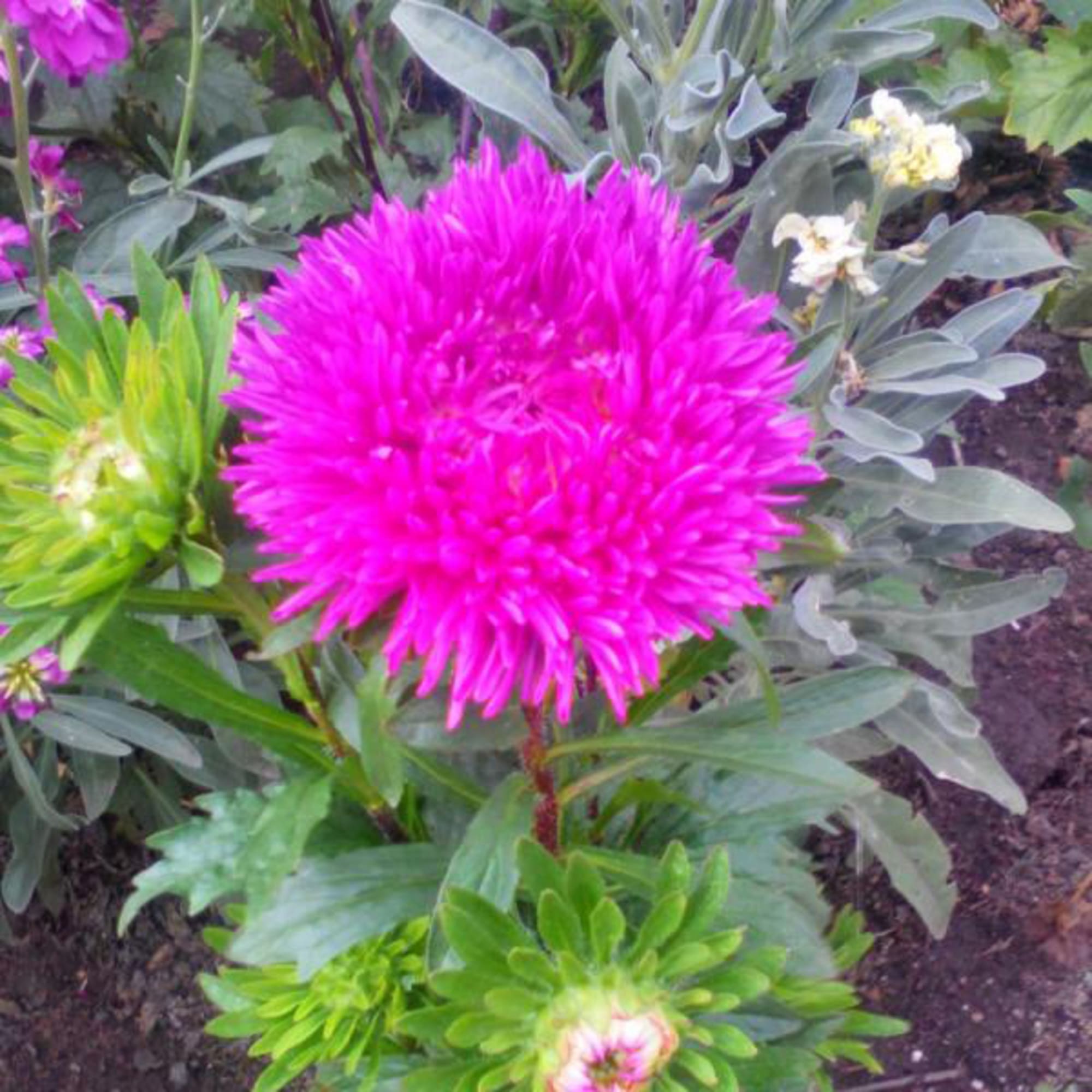 18358801 Астра пионовидная «Осенний вальс» Santreyd  - Вид №2