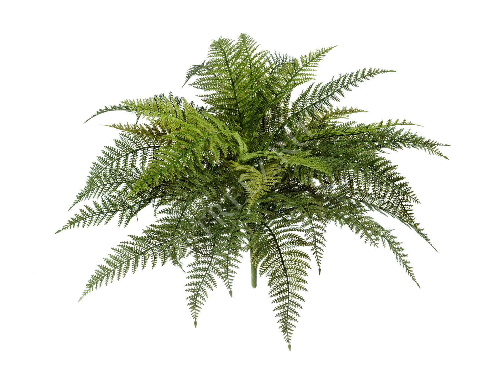 20.1327N Папоротник Вудвардия Цветочная коллекция 