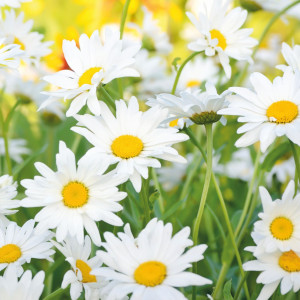 18087036 Фотообои бумажные «» 210х200 cм Ромашки