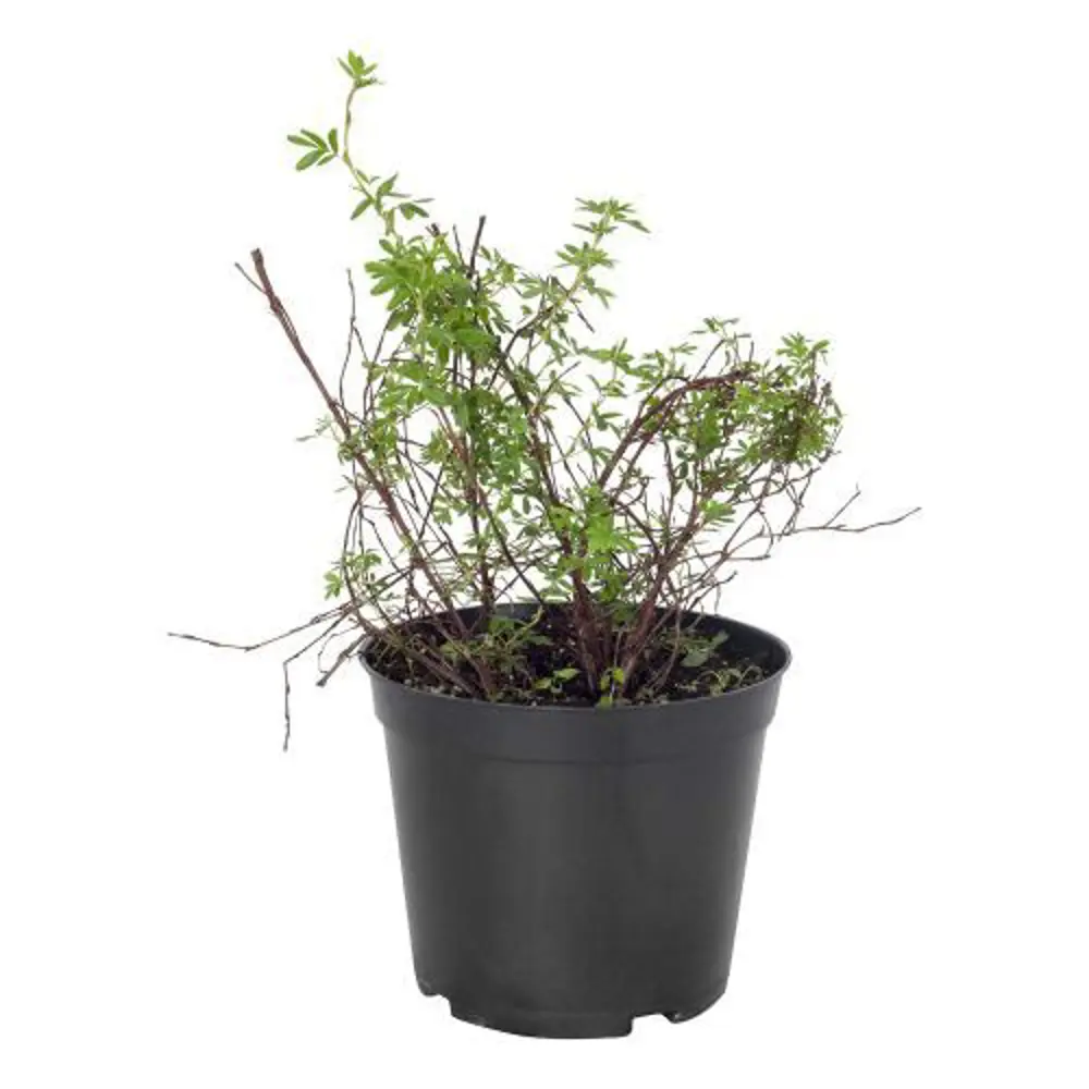 Лапчатка кустарниковая Элизабет ø19 h30 см PLANTMARKET STLM-2037477 - Вид №1