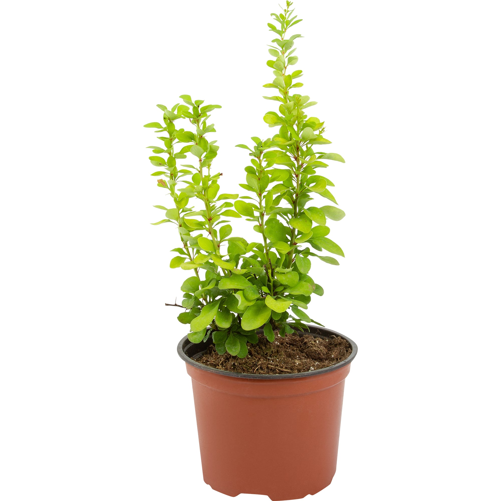 85325441 Барбарис Тунберга Голден Рокет ø17 h30 см Santreyd  - Вид №1