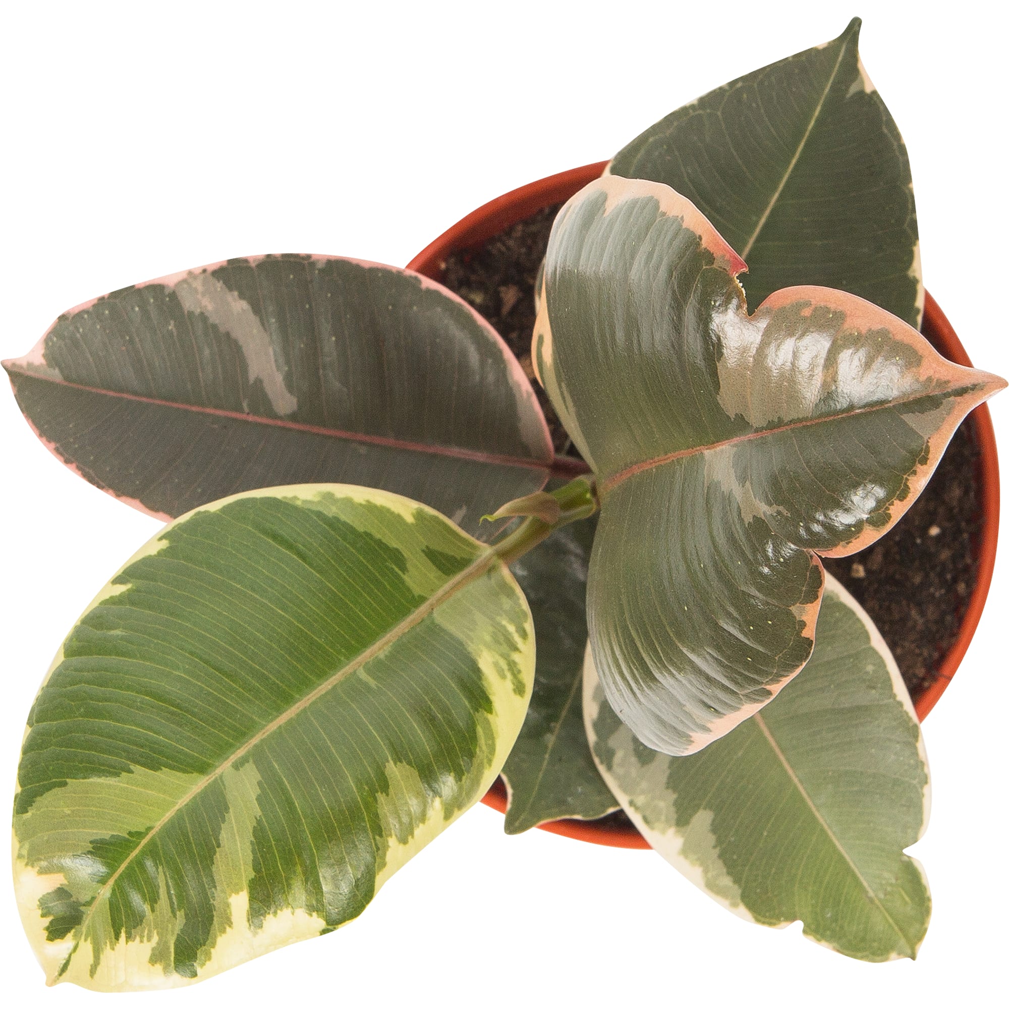 Фикус Эластика Микс Santreyd - комнатное растение с кожистыми листьями 82560375 STLM-0029921 - Вид №1