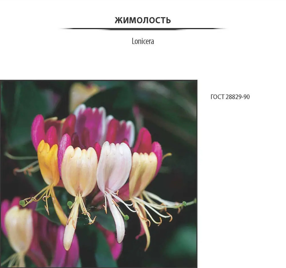 Жимолость «Фиалка» от Santreyd - саженец в контейнере 2-3 л 81969636