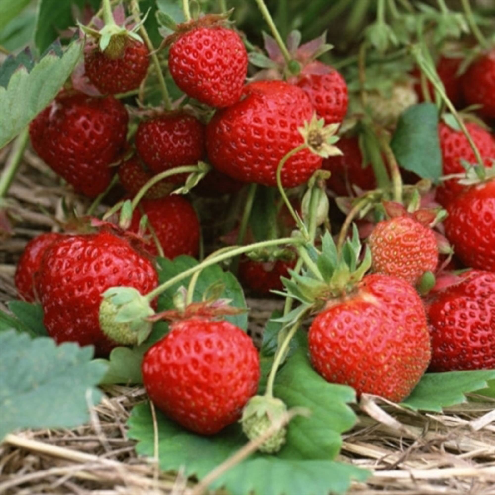 81954881 Земляника садовая «Зенга Зенгана» (клубника) Santreyd  - Вид №3