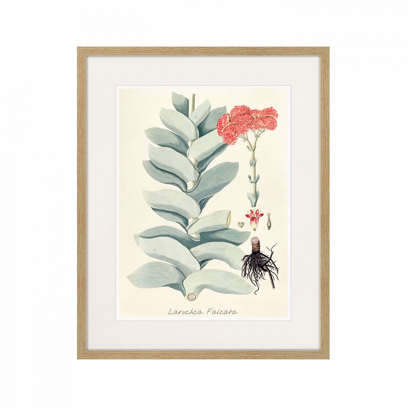 Картина в раме 52х42 см Fragmenta botanica №4, 1809г. КАРТИНЫ В КВАРТИРУ  264320 Зеленый;розовый;разноцветный  - Вид №1