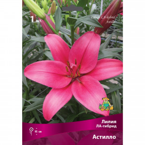 83597414 Лилии ЛА-гибриды Астилло луковица 16/18