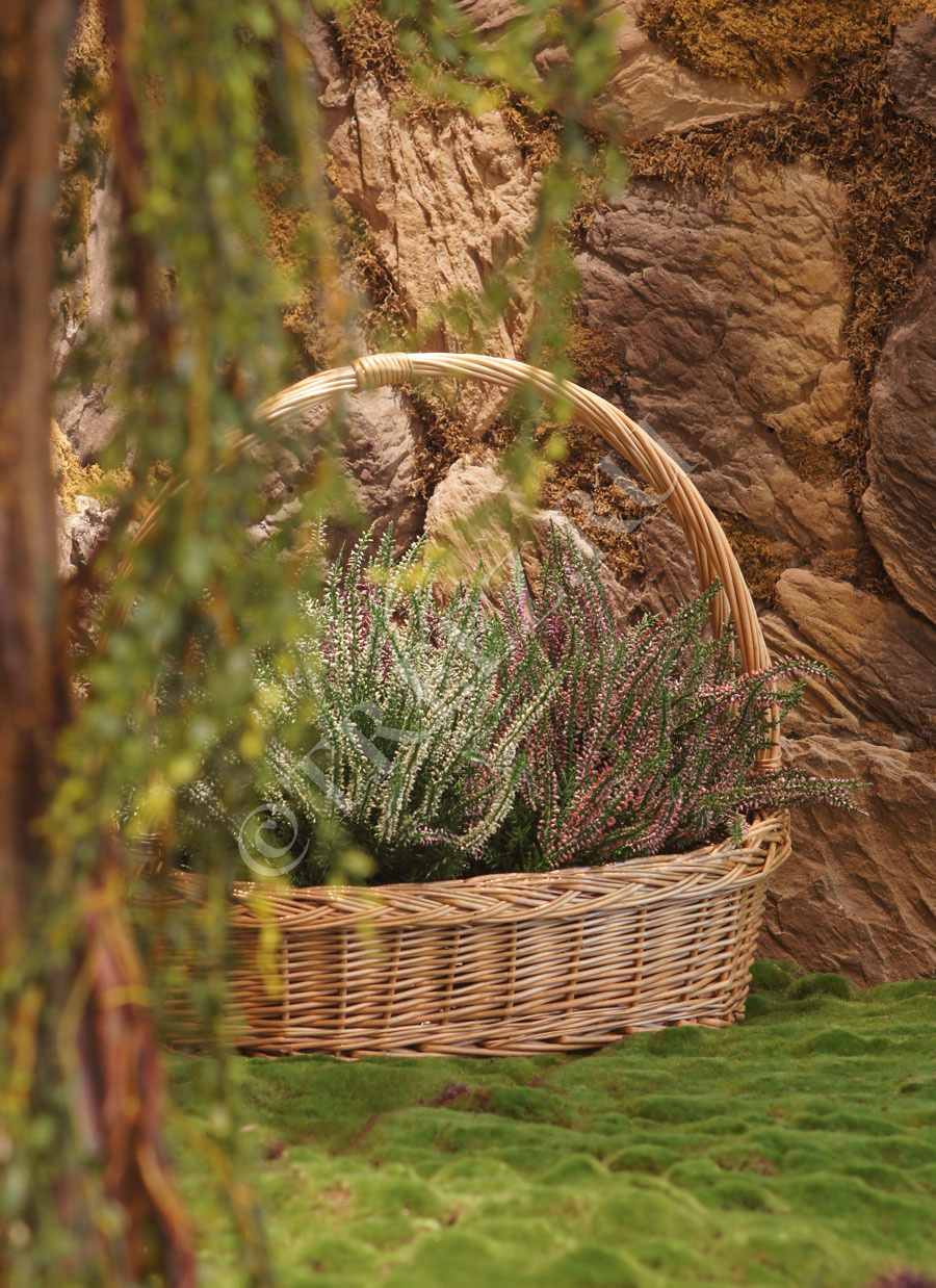 20.5938CR Эрика (вереск) большой куст белый Цветочная коллекция  - Вид №1