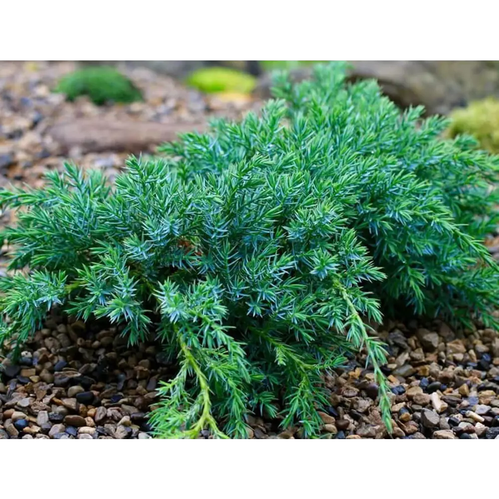 Santreyd Можжевельник Блю Карпет - голубой хвойный ковер для сада 87718608 STLM-0953669