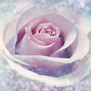 Фотопанно флизелиновое «Delicate Rose» 184х248 см