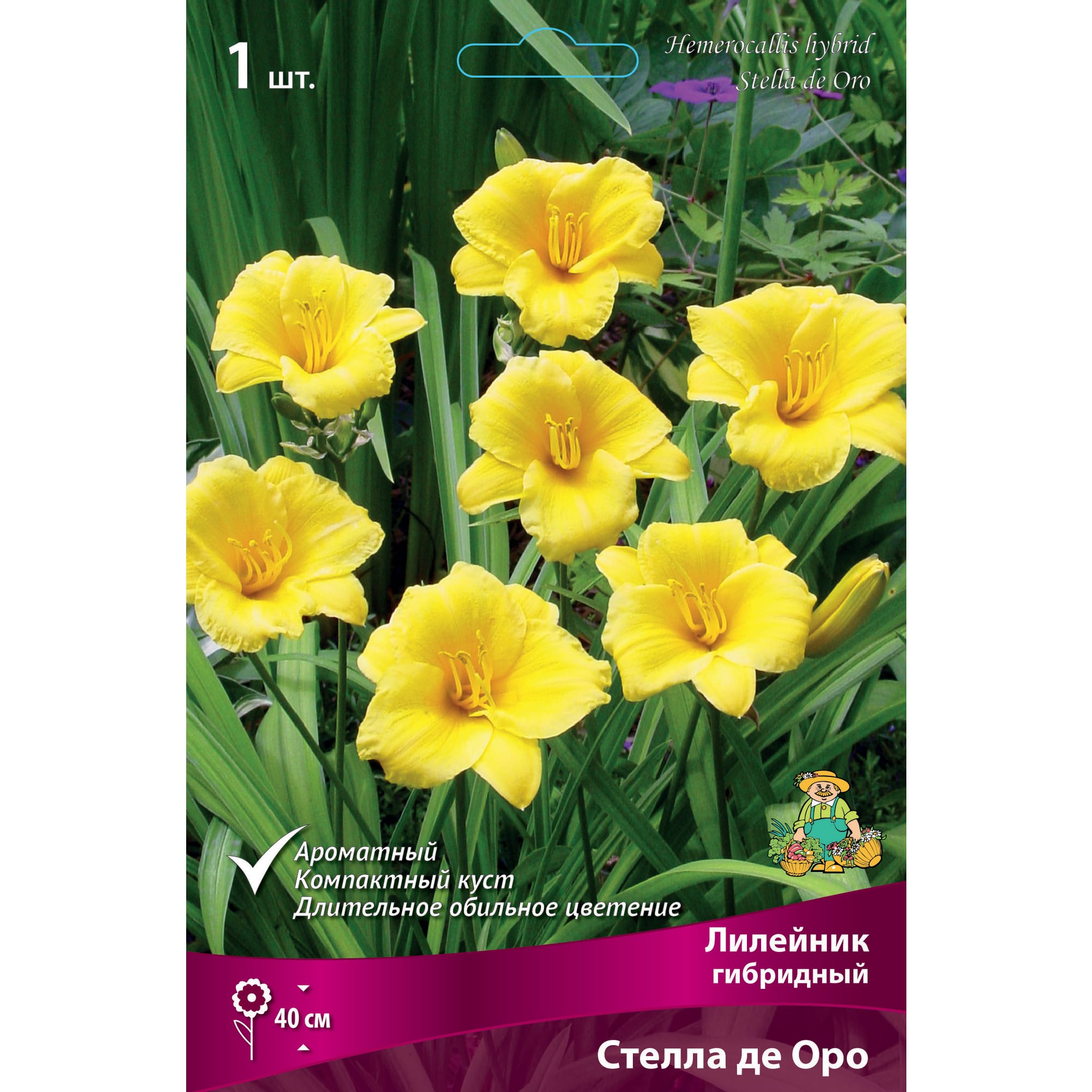 88295011 Лилейник гибридный Стелла де оро луковица I Santreyd 