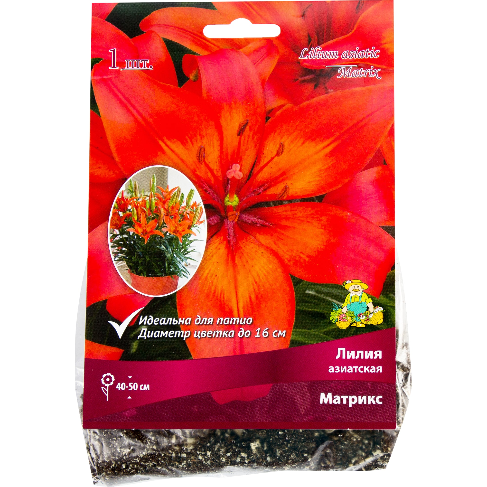 82319574 Лилия азиатская «Матрикс», размер луковицы 14/16 Santreyd 