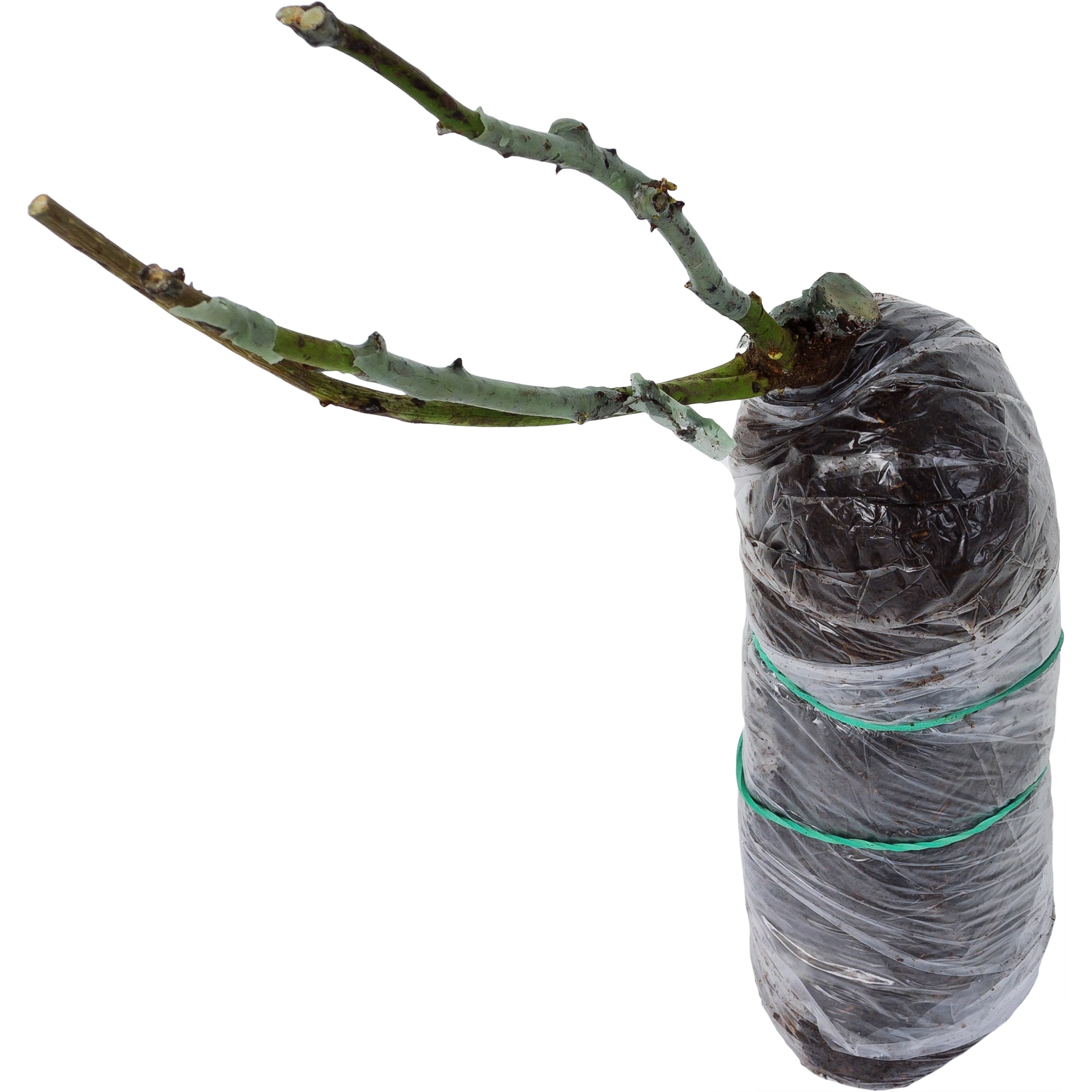 82142841 Роза флорибунда «Кимоно» в тубе Santreyd  - Вид №1