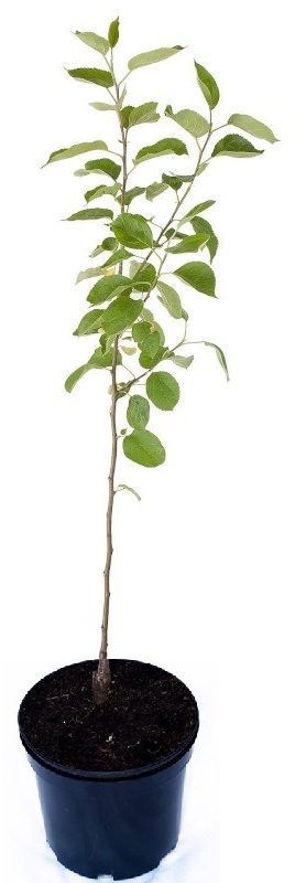 Саженец черешни «Ипуть» 120 см в горшке 82585449