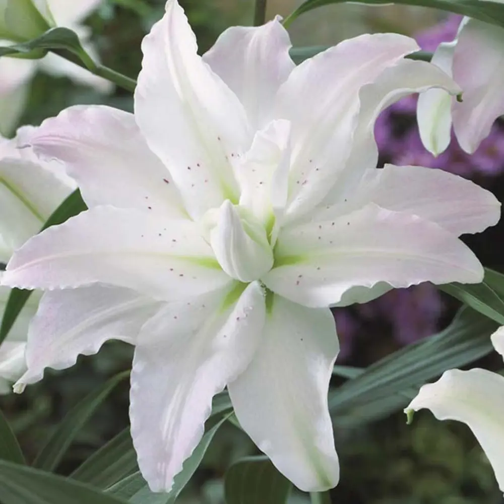 Лилия «Miss Lucy», 14х16 см GEOLIA STLM-2057599