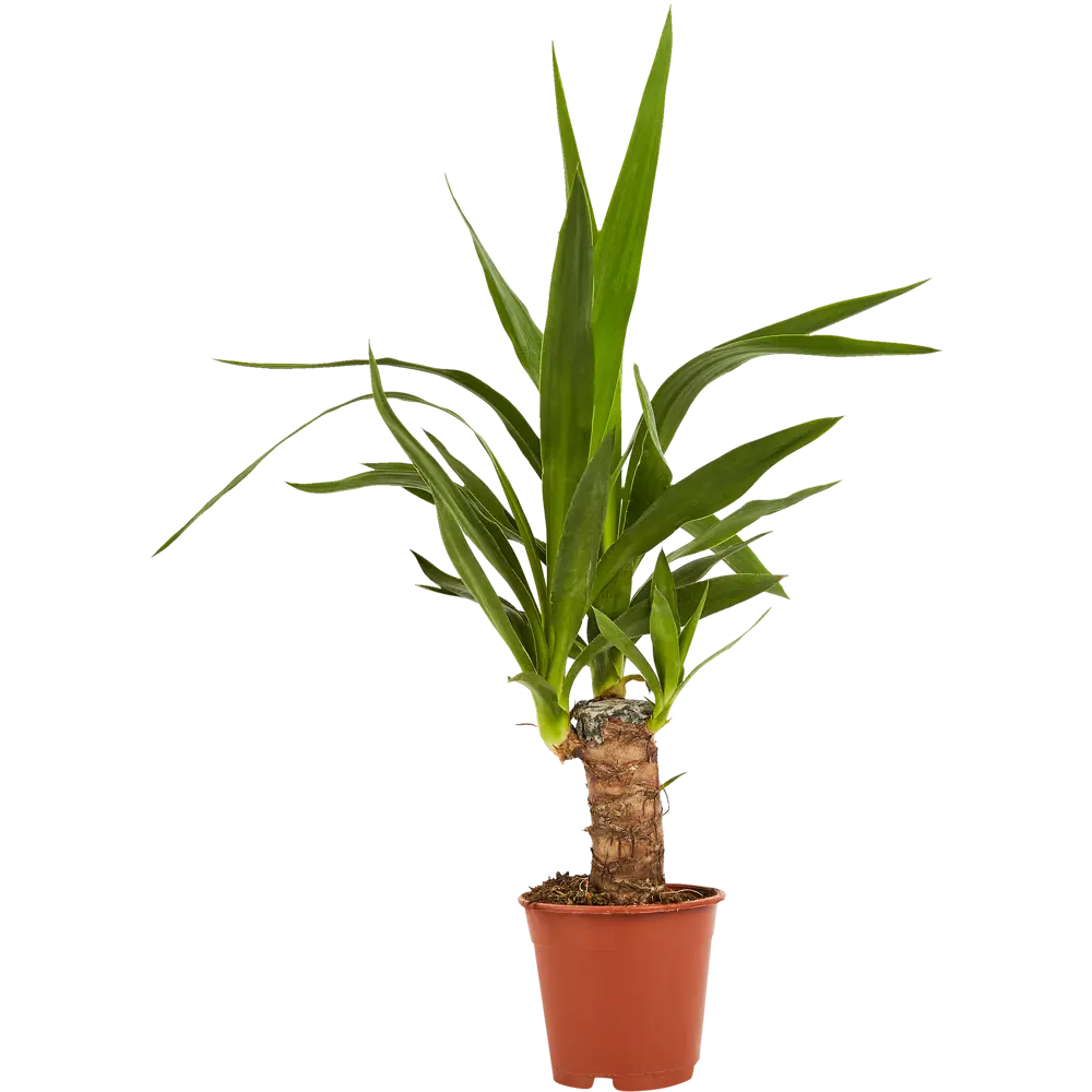 Santreyd Юкка комнатная — элегантное растение для современного интерьера 85324842 STLM-0061455