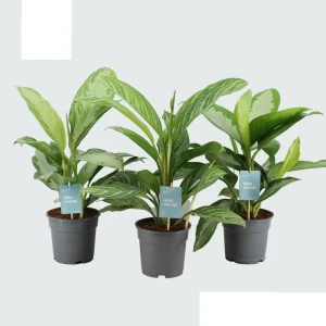 Аглаонема микс - декоративное комнатное растение в горшке ø17 см 89441837