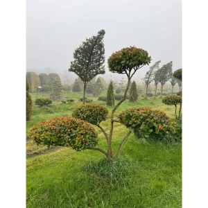 Боярышник Слива Ниваки ø200 - 225 h175 - 200 см