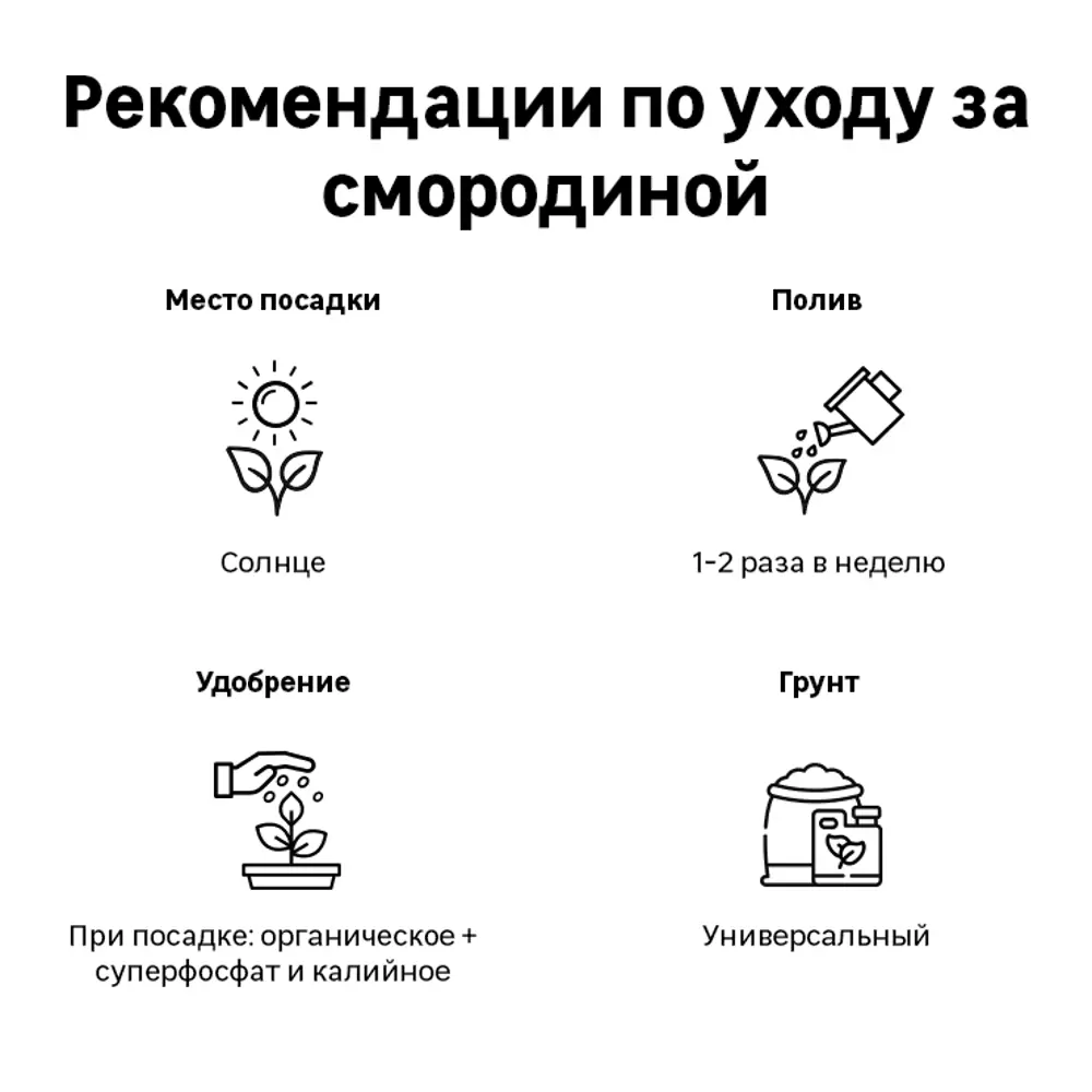 Смородина чёрная «Нара» C2 высота 40 см 82597116 STLM-2133340 Santreyd  - Вид №2