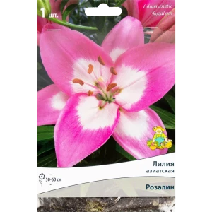 Лилия азиатская Розалин от Santreyd - розовый цветок для сада и букетов 82319577