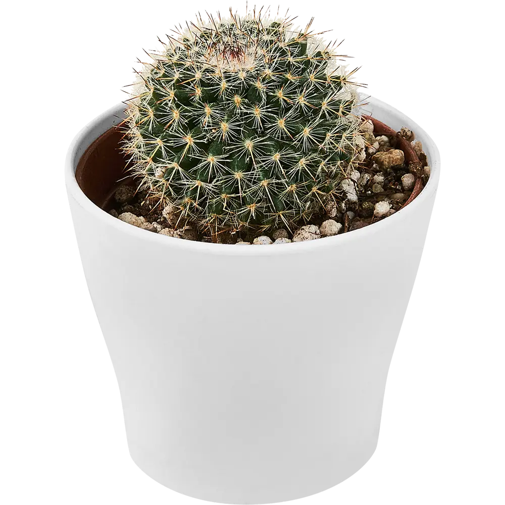 Santreyd: Декоративный кактус для современного интерьера 89296621 STLM-0823759 - Вид №2