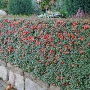 18321021 Кизильник горизонтальный С1, 20 см