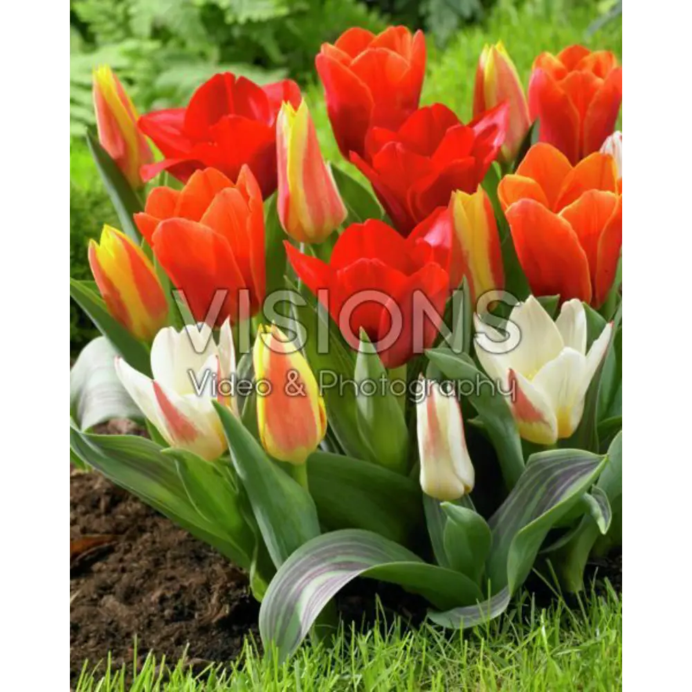 Тюльпан Кауфмана микс - луковицы для раннего цветения 3 шт 89376774 Santreyd STLM-1584512