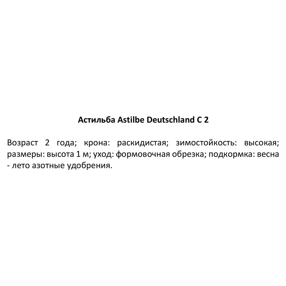 Астильба Дойчланд ø15 h40 см PLANTMARKET STLM-2159347