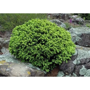 Ель канадская Эхиниформис h20 см - хвойное растение для ландшафтного дизайна 89363804