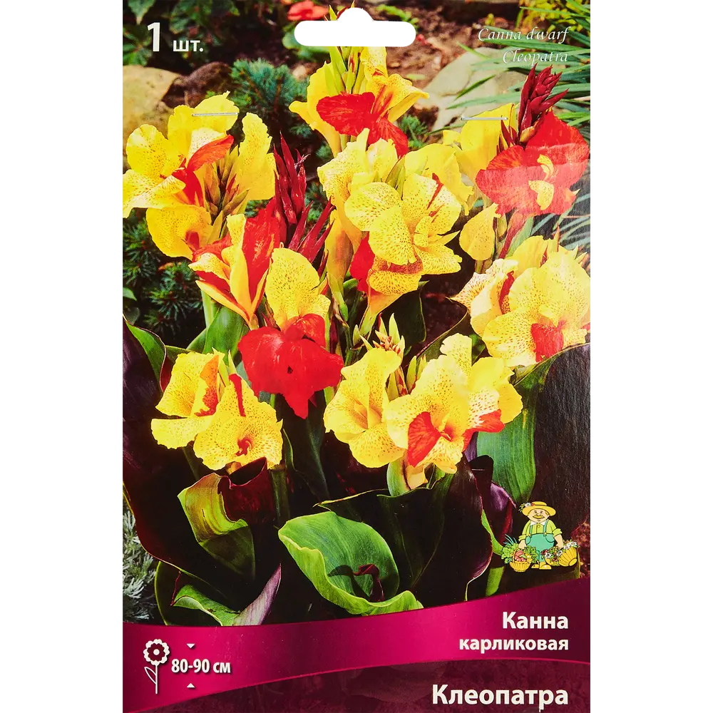 Канна карликовая Клеопатра ПОИСК STLM-2127107