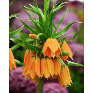 ПОИСК Рябчик императорский Гарланд Стар - оранжевое великолепие для сада 89381410