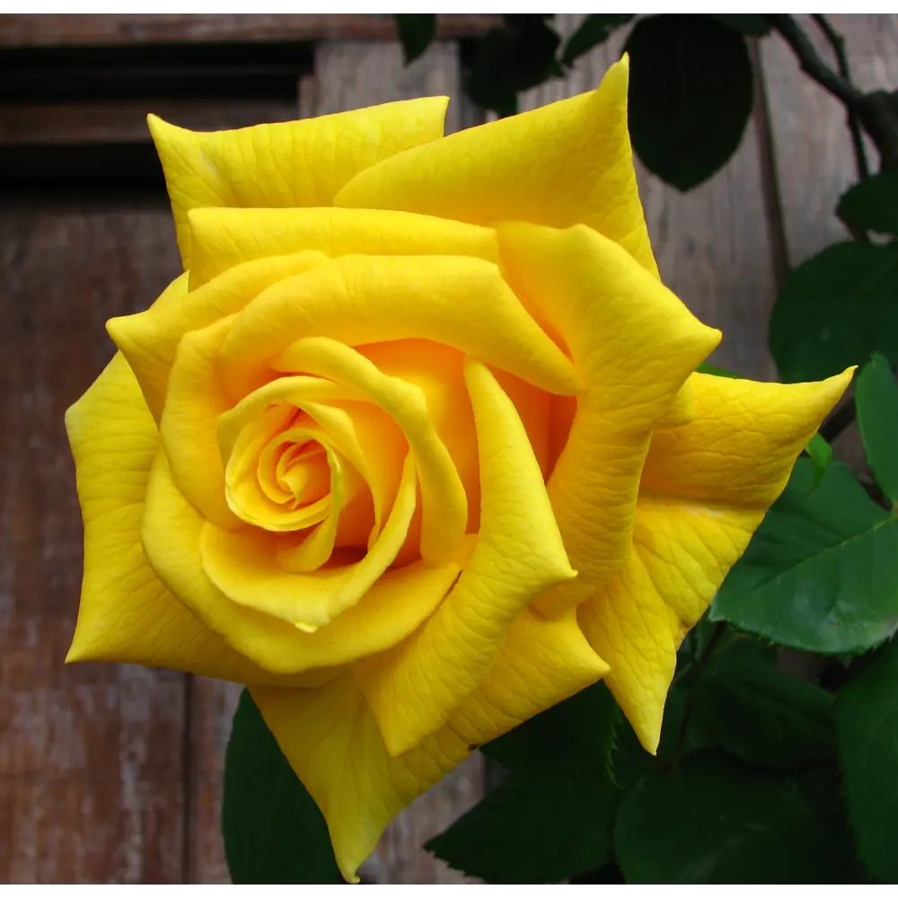 Роза чайно-гибридная «Сейко» жёлтая 19x55 см PLANTMARKET STLM-2059960 - Вид №1